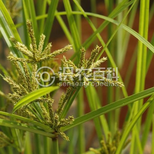 柑橘黄叶症状示例1
