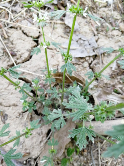 夏至草