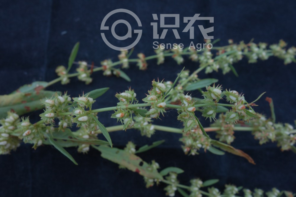 柑橘黄叶症状示例4