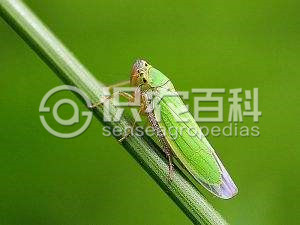 柑橘黄叶症状示例1