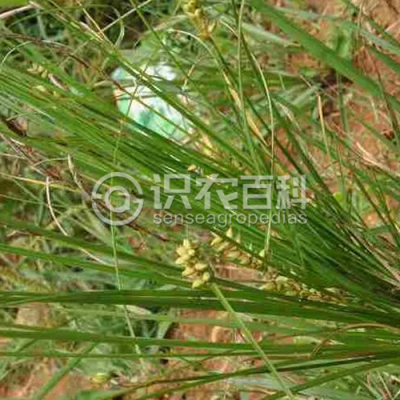 糙叶薹草