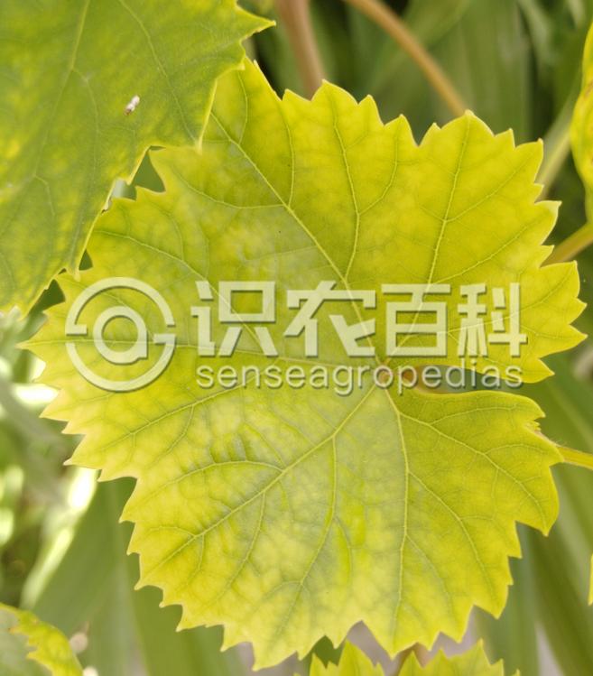 柑橘黄叶症状示例2