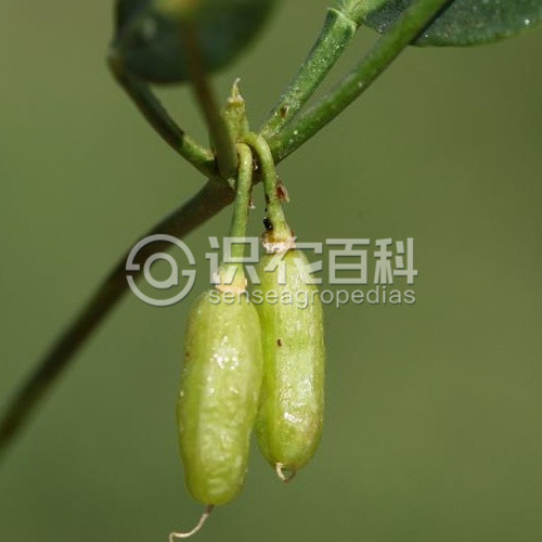 柑橘黄叶症状示例4