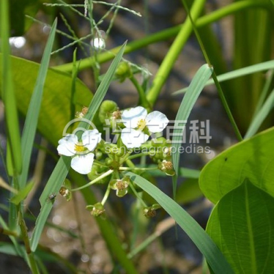 草泽泻