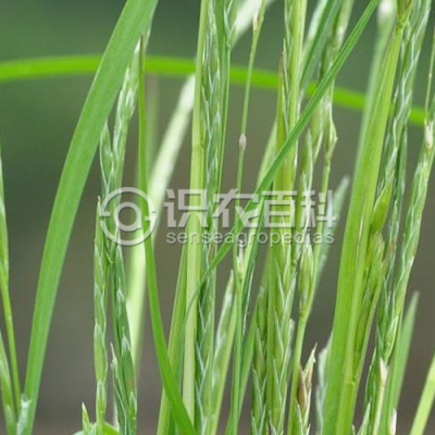 甜茅