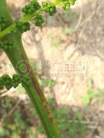 柑橘黄叶症状示例0