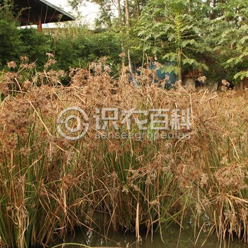 柑橘黄叶症状示例2