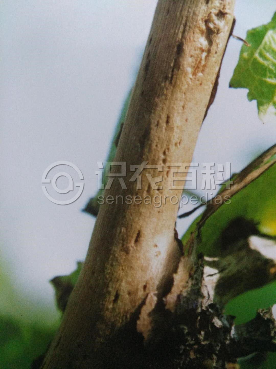 柑橘黄叶症状示例3