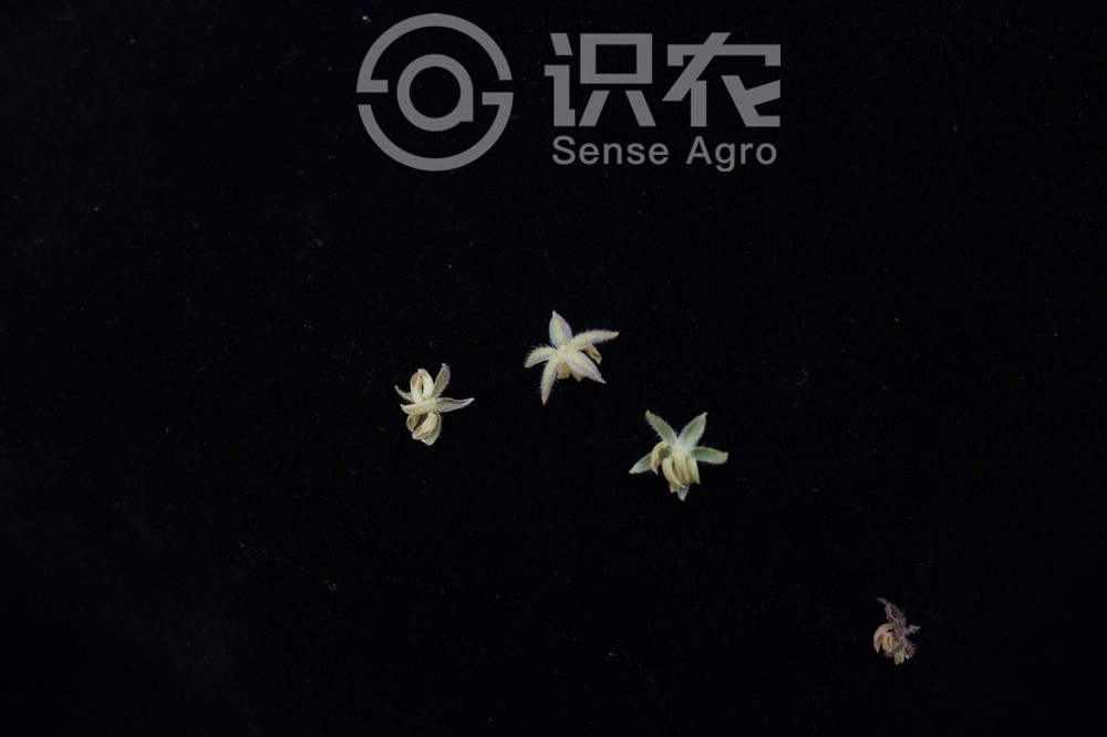 柑橘黄叶症状示例3