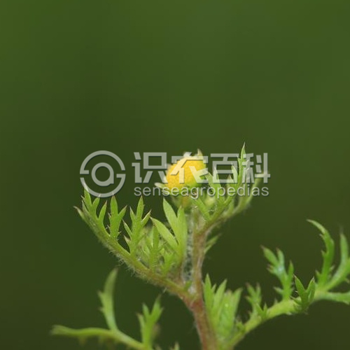 柑橘黄叶症状示例4