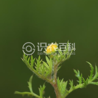 芫荽菊