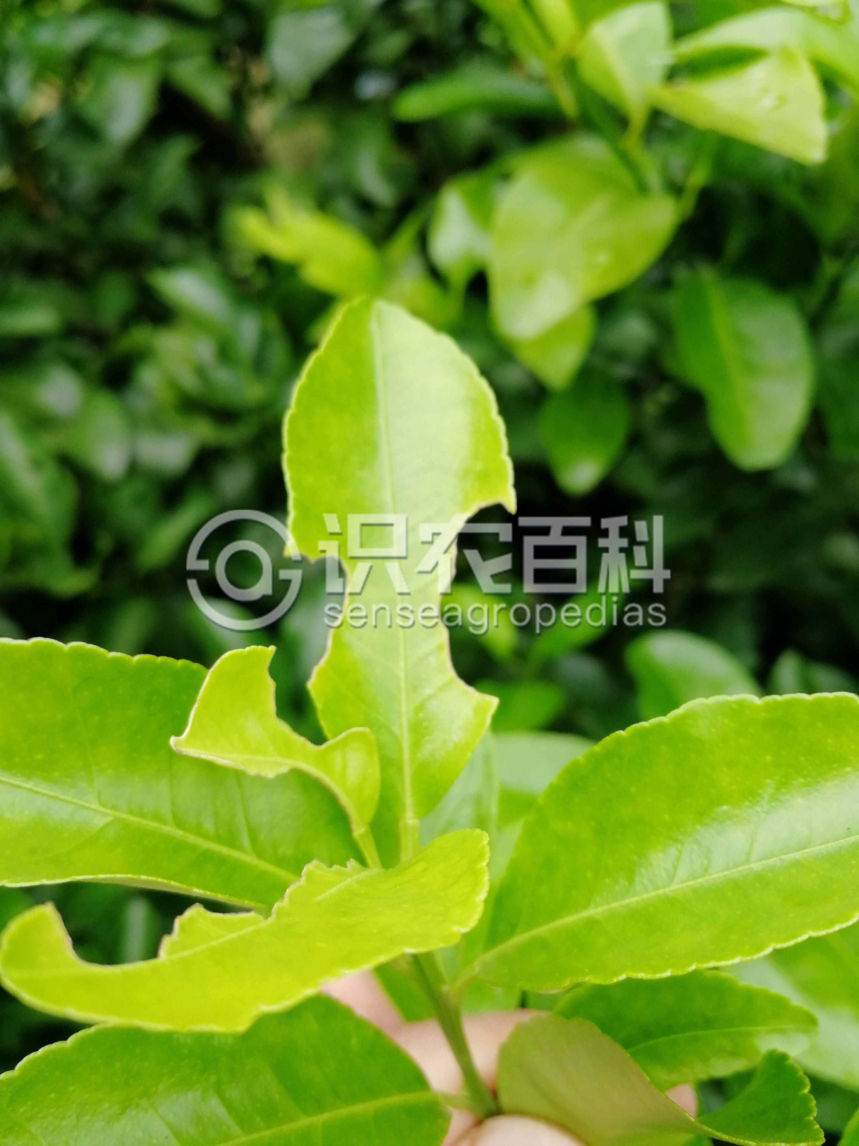 柑橘黄叶症状示例2