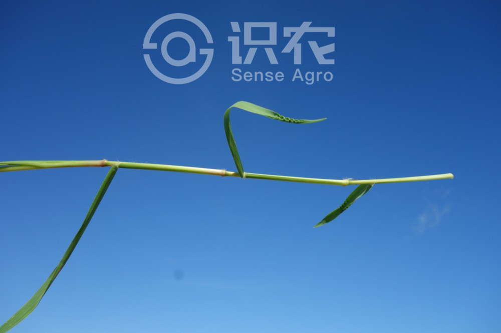 柑橘黄叶症状示例5