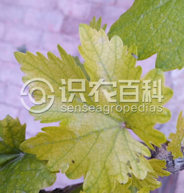 柑橘黄叶症状示例3