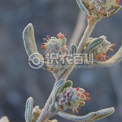 柑橘黄叶症状示例4