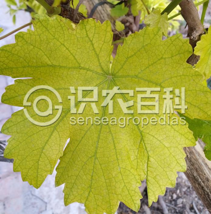 柑橘黄叶症状示例4