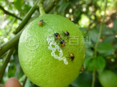 柑橘黄叶症状示例4