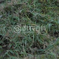 柑橘黄叶症状示例0