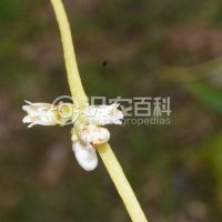 柑橘黄叶症状示例0