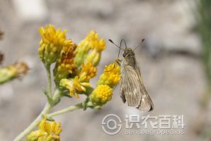 柑橘黄叶症状示例0