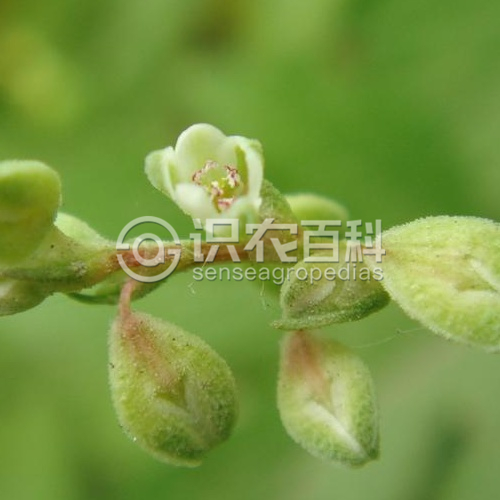 柑橘黄叶症状示例4