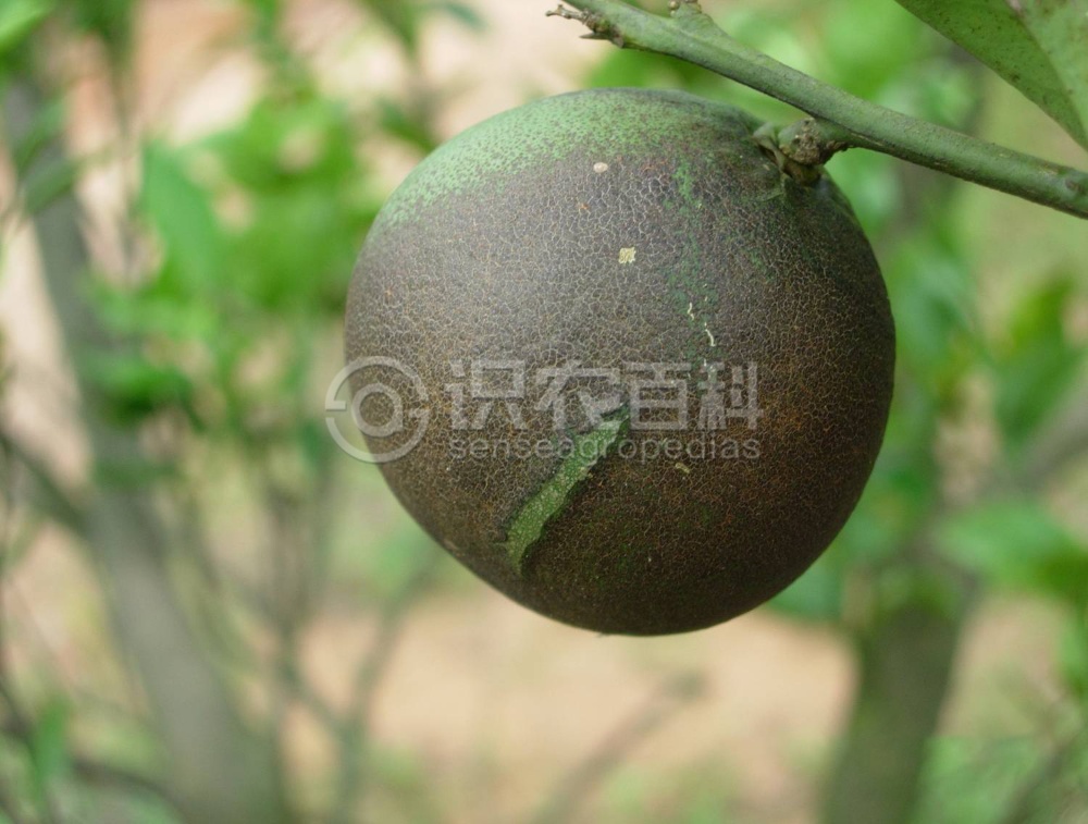 柑橘黄叶症状示例5