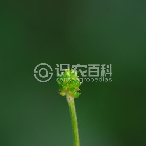 柑橘黄叶症状示例1