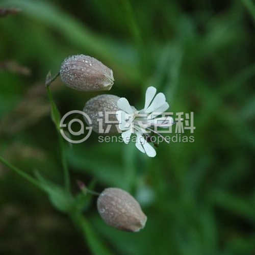 柑橘黄叶症状示例2
