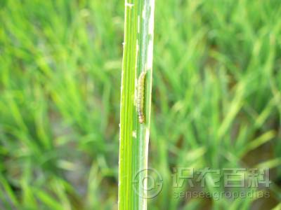 水稻稻纵卷叶螟