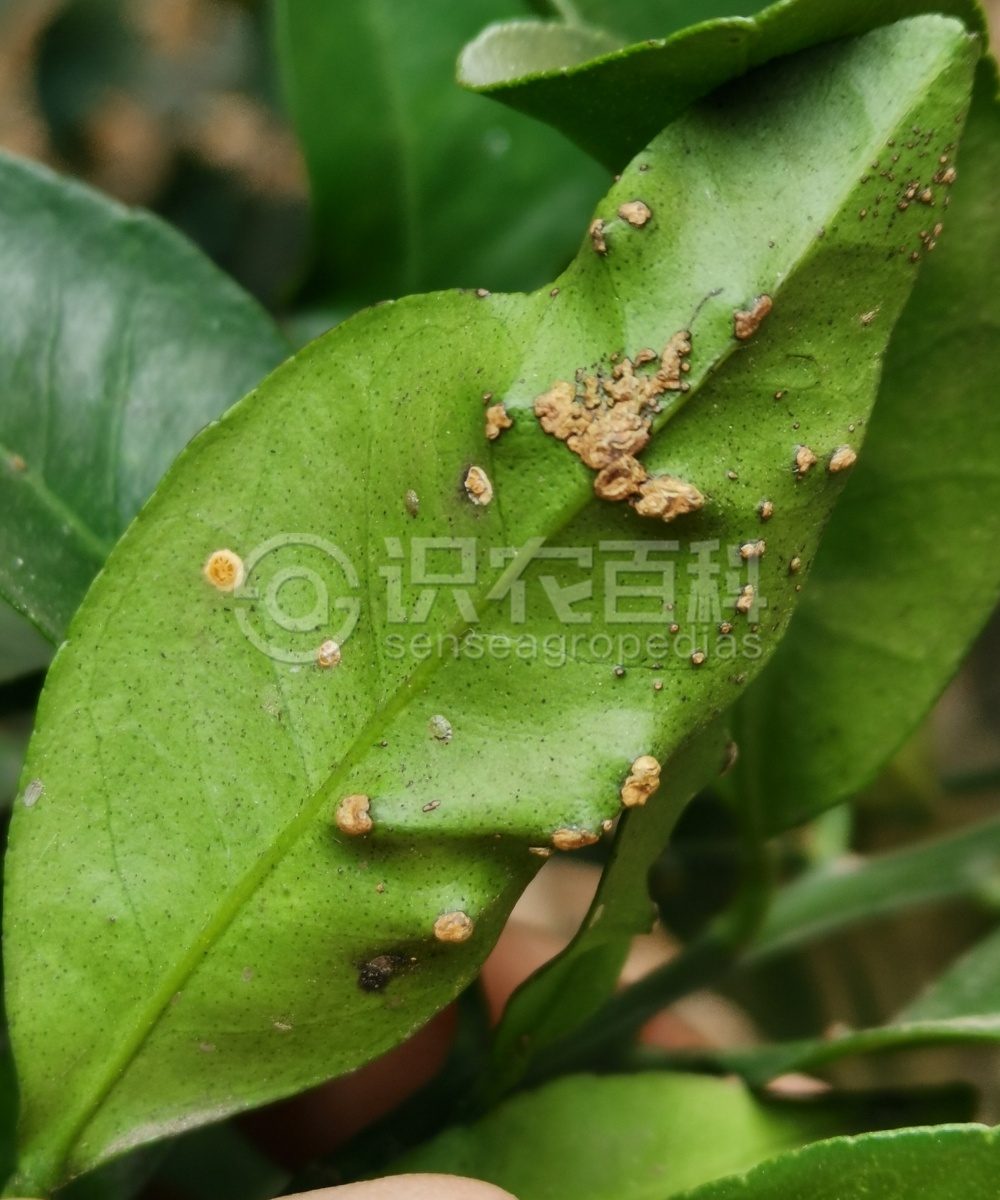 柑橘黄叶症状示例5