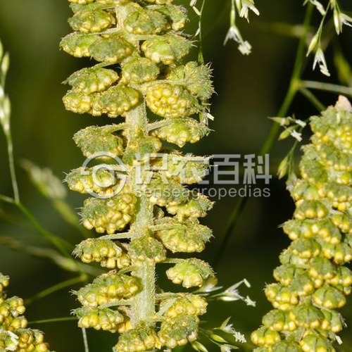 柑橘黄叶症状示例4