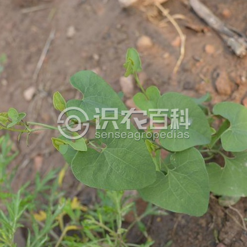 柑橘黄叶症状示例2
