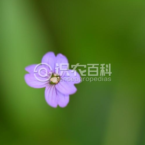 柑橘黄叶症状示例4