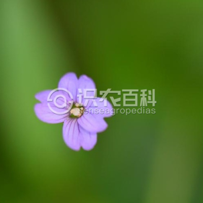 沼生柳叶菜