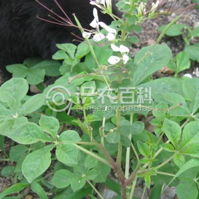 白花菜