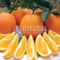 柑橘黄叶症状示例0