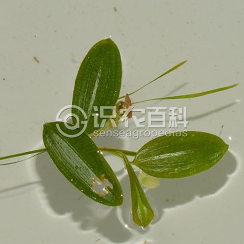 柑橘黄叶症状示例1