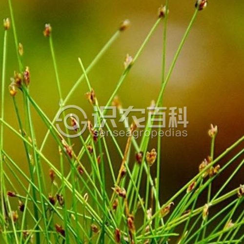 柑橘黄叶症状示例2