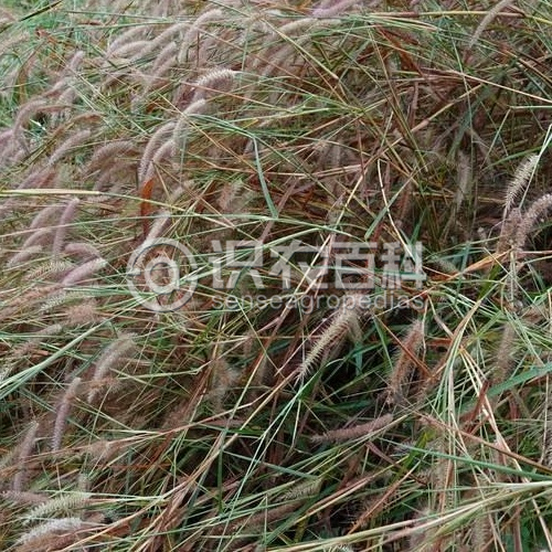 柑橘黄叶症状示例2