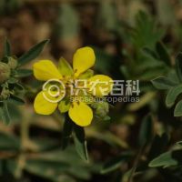柑橘黄叶症状示例0