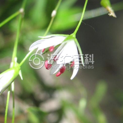 柑橘黄叶症状示例1