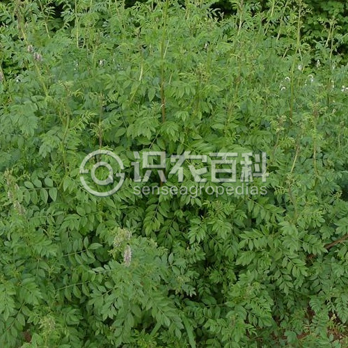 柑橘黄叶症状示例2