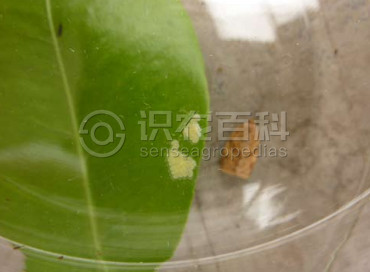 柑橘黄叶症状示例4