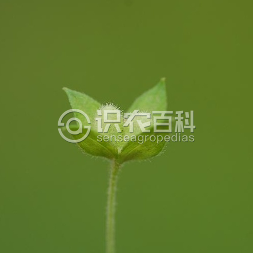 柑橘黄叶症状示例2