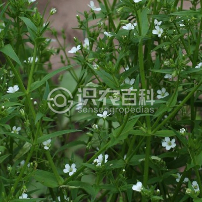 薄蒴草