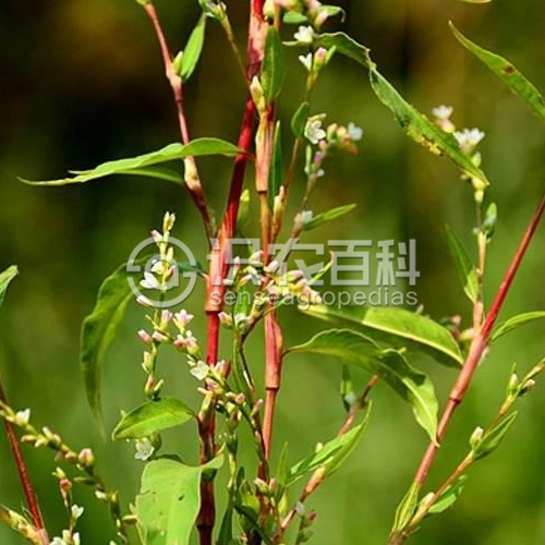 柑橘黄叶症状示例3