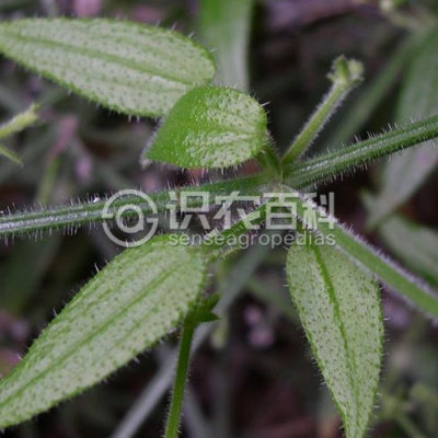 钩毛茜草