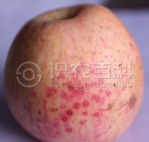柑橘黄叶症状示例0