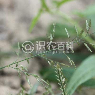 秋画眉草