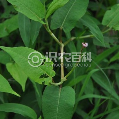 柑橘黄叶症状示例2